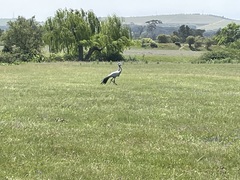 Anthropoides paradiseus