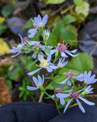 Symphyotrichum cordifolium