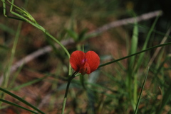 Lathyrus sphaericus