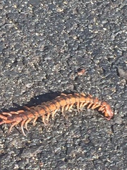 Scolopendra subspinipes