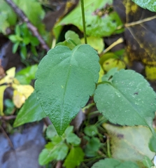 Symphyotrichum cordifolium