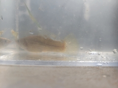 Poecilia latipinna