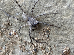 Pardosa mercurialis