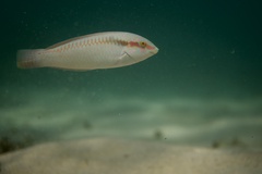 Halichoeres scapularis