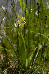 Liparis loeselii