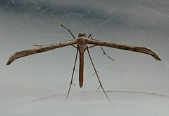 Emmelina monodactyla