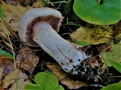 Cortinarius venustus