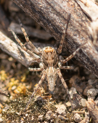 Lycosoidea