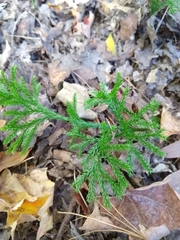 Lycopodiaceae