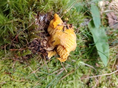 Cantharellus cibarius