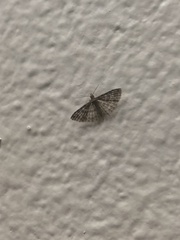 Alucita montana