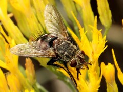 Tachinidae