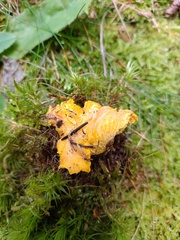 Cantharellus cibarius