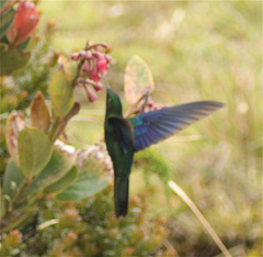 Pterophanes cyanopterus