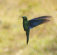 Pterophanes cyanopterus