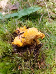 Cantharellus cibarius