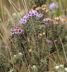 Linochilus phylicoides
