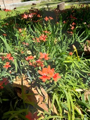 Freesia laxa