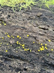 Calycina citrina