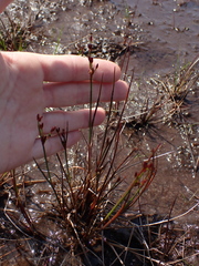 Juncus balticus