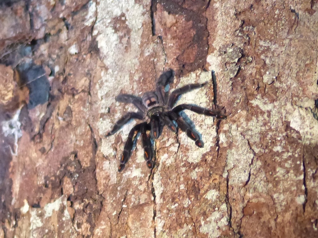 Mygale suntiger du Venezuela (Psalmopoeus irminia)