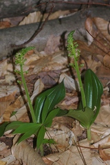 Neottia ovata