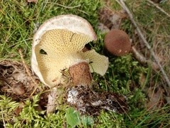 Suillus cavipes