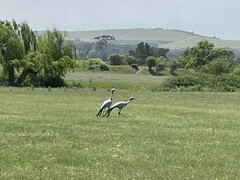 Anthropoides paradiseus
