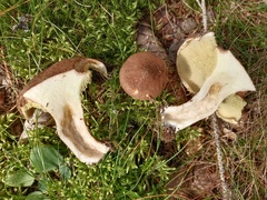 Suillus cavipes