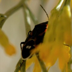 Lygaeus kalmii kalmii