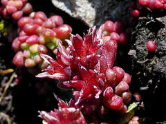 Sedum atratum