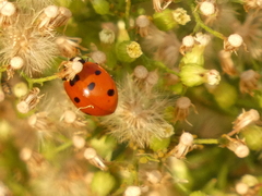Coccinella septempunctata