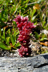 Sedum atratum