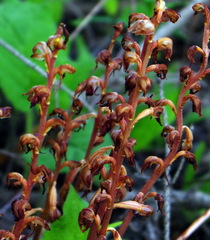 Corallorhiza striata