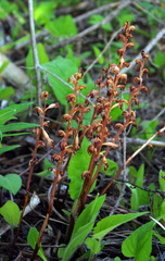 Corallorhiza striata