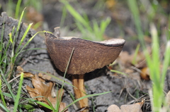 Fungi