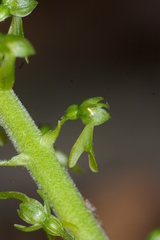 Neottia ovata