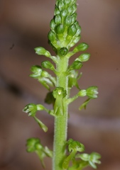 Neottia ovata