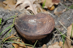 Fungi