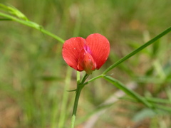 Lathyrus sphaericus