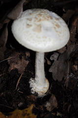 Amanita citrina