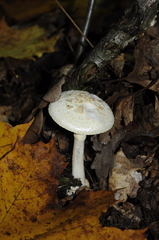 Amanita citrina