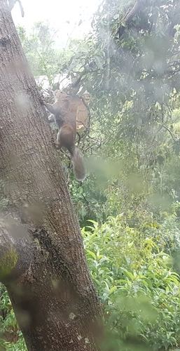 Deppe's Squirrel