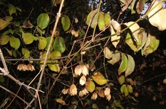 Staphylea bumalda