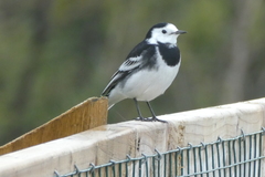 Motacilla alba yarrellii