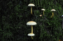 Fungi