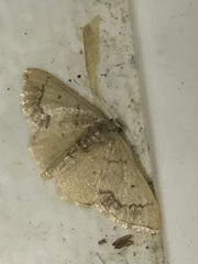 Idaea kendallaria