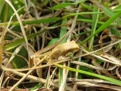 Hyperolius marmoratus marmoratus