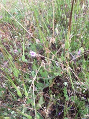 Erodium moschatum