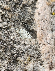 Physcia caesia